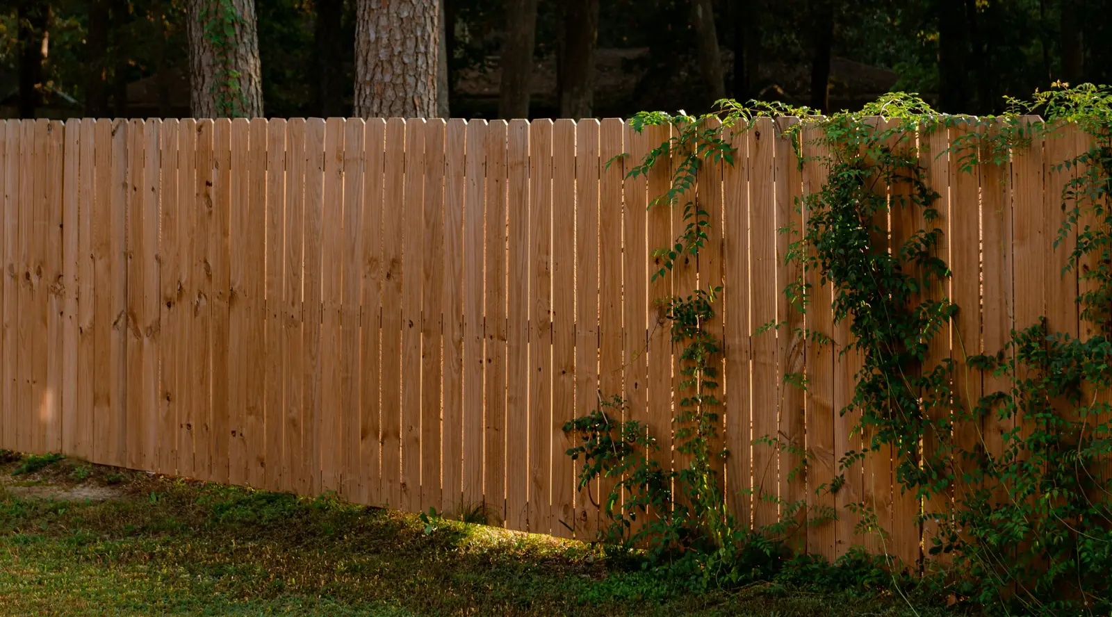 Wood fence with boards set side by side, small gaps visible between them